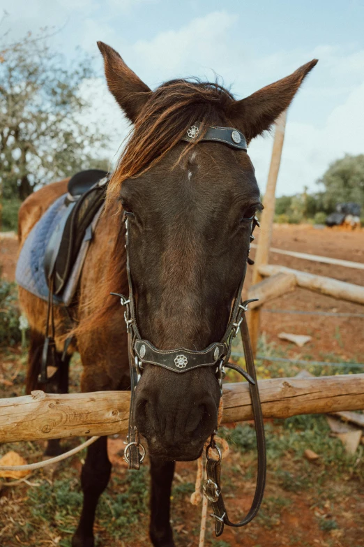 a brown horse is tied to a post