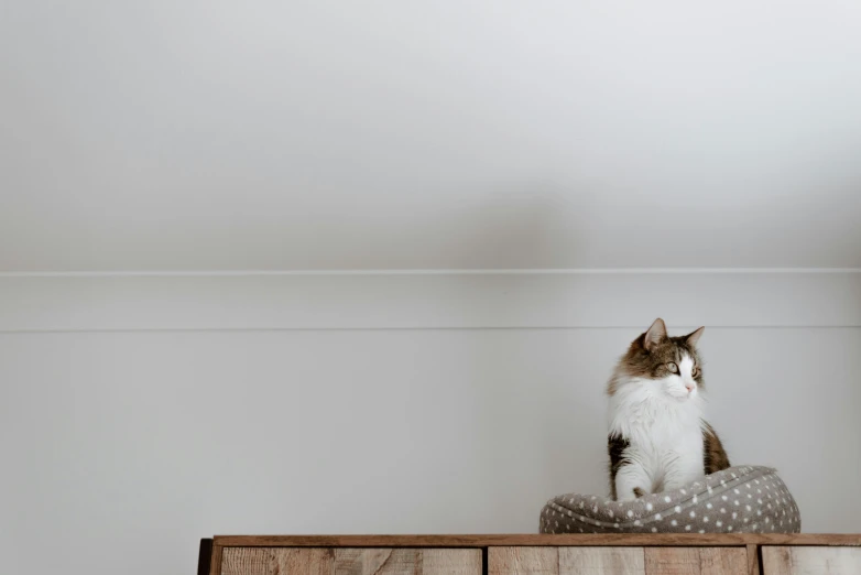 a cat sitting on top of a dresser looking off