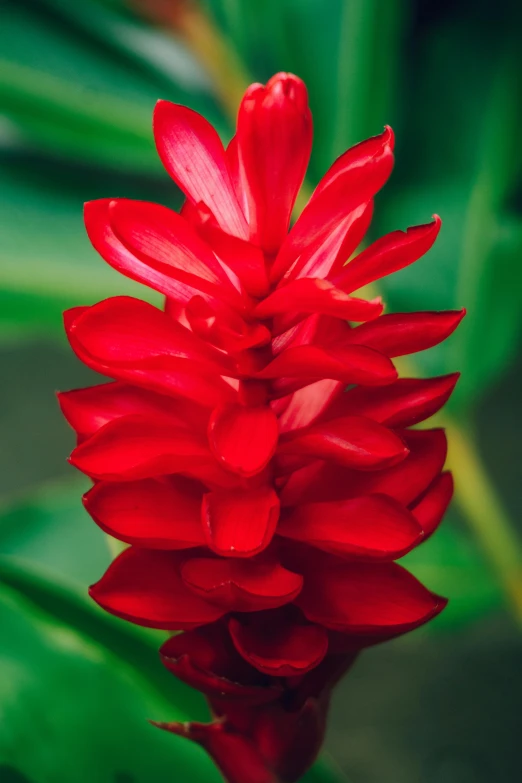 a flower that has red petals sitting in a vase