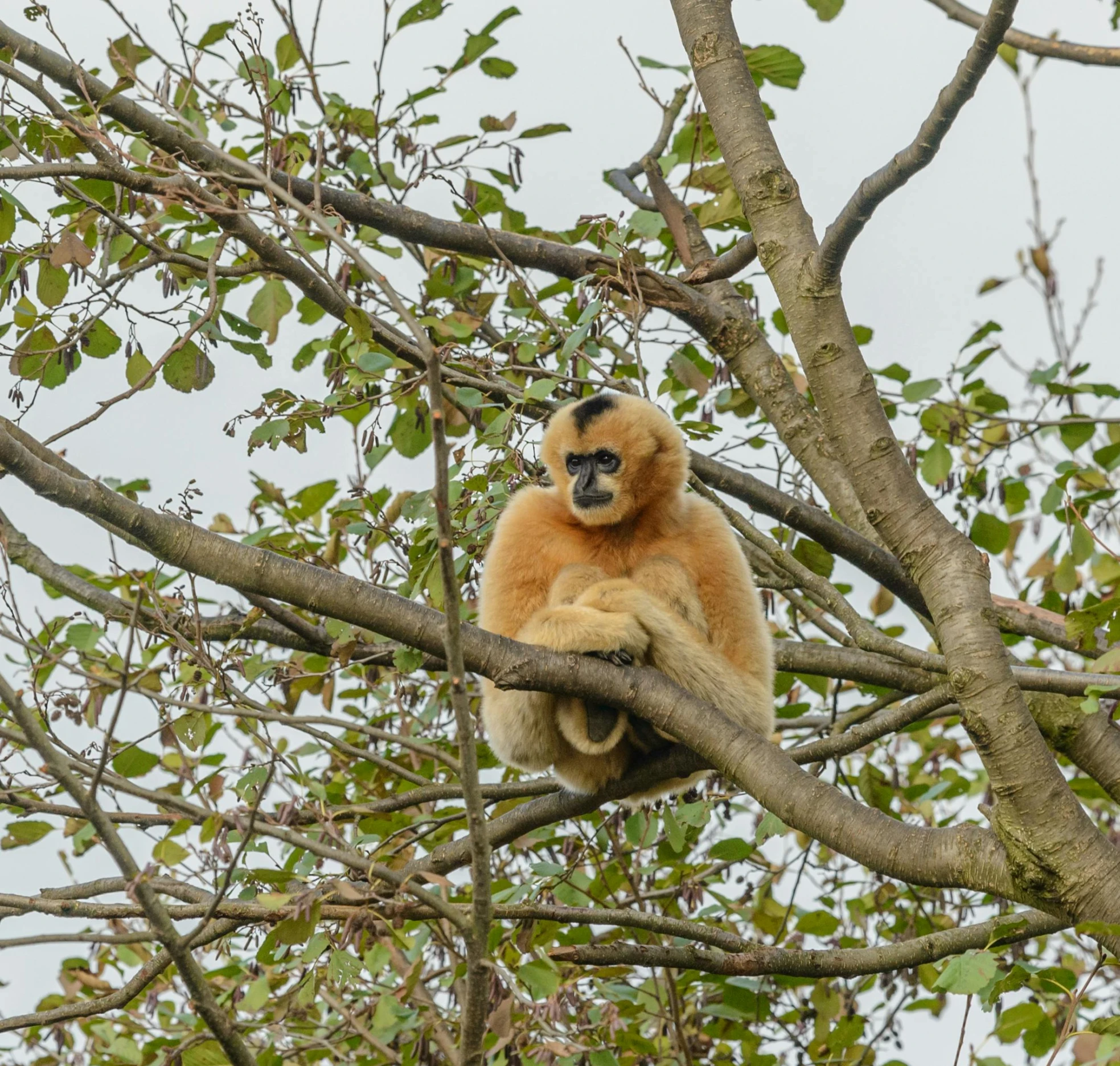 an animal is hanging from the tree looking around