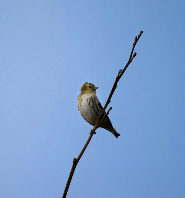 a bird is perched on a tree nch