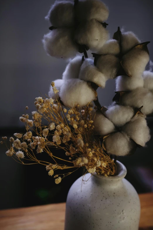 cotton flowers are displayed in a white vase