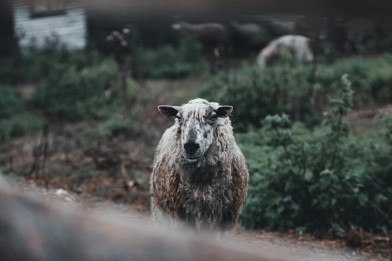 a sheep is looking up in the midst of grassy field