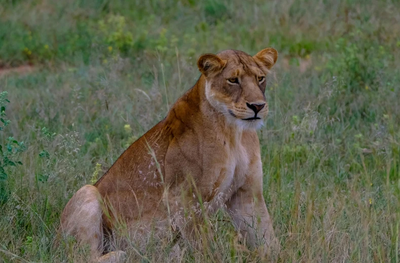 a close up of a lion sitting in tall grass