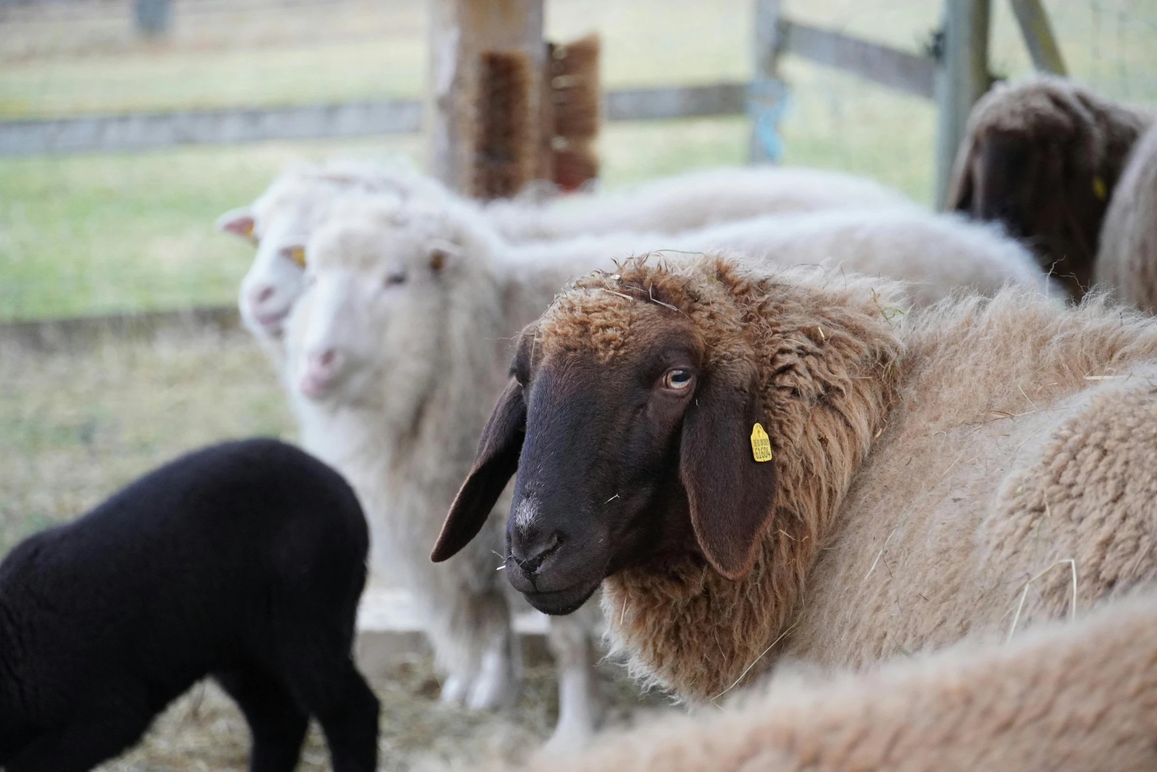 many black sheep and white goats on some hay