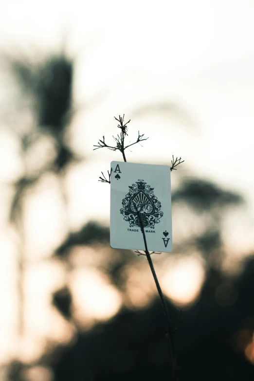 a flower sits in the sun on a sunny day