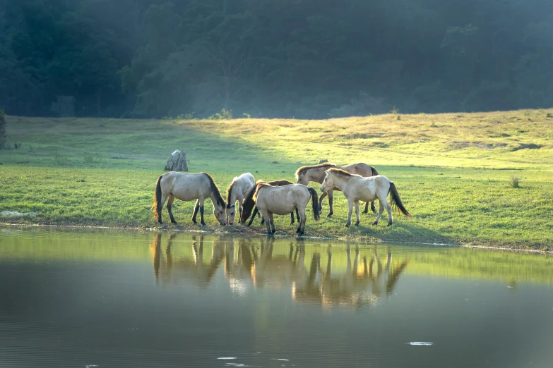 the horses are walking along the river bank together