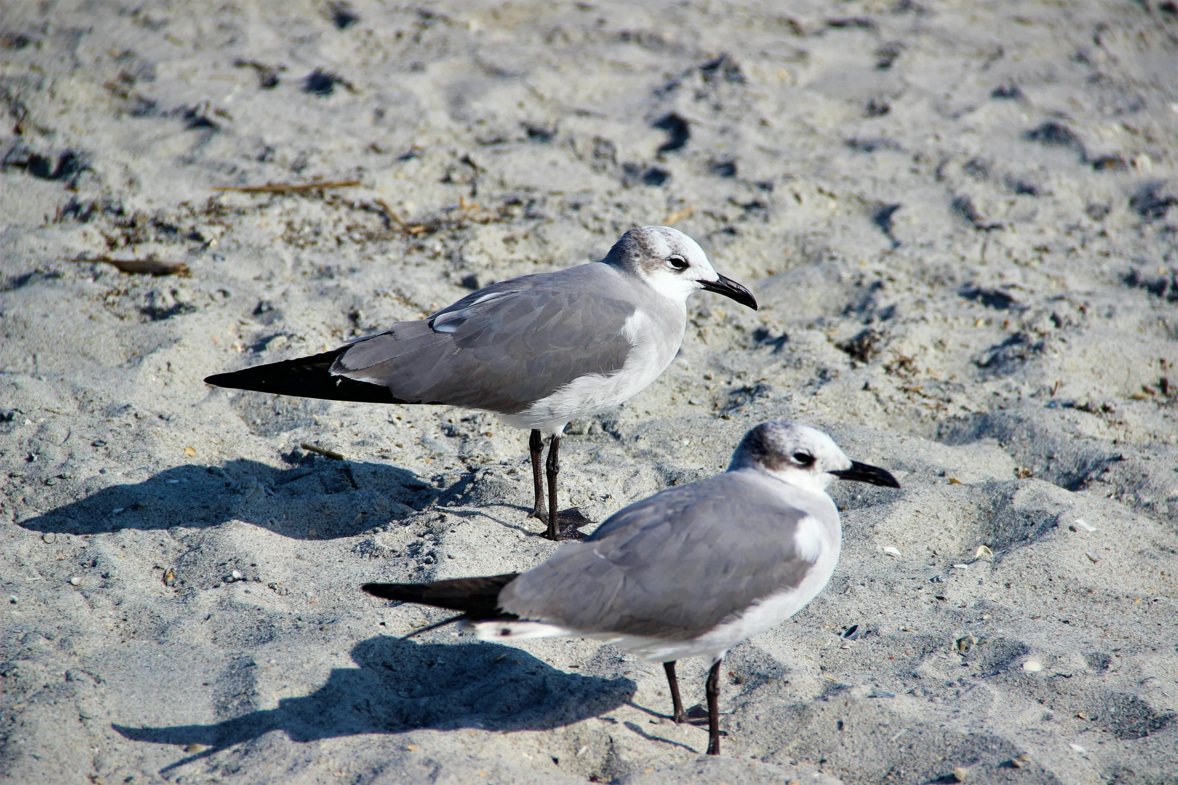 two birds sitting on a beach on a sunny day