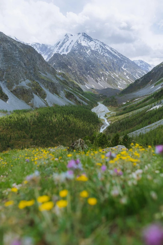 there is some flowers in the field