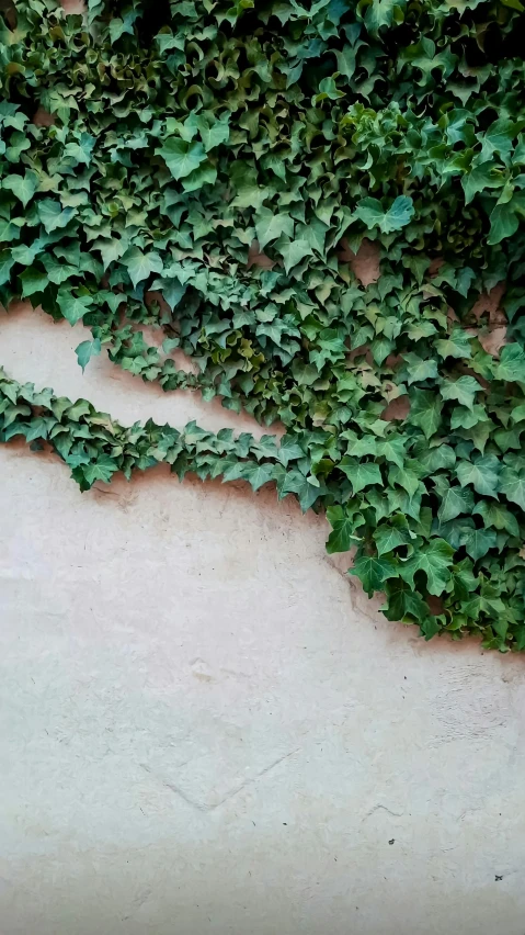 a plant on the side of a building covered in lots of green leaves