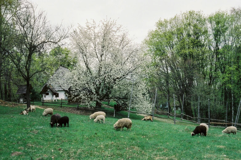 a group of animals grazing in the grass
