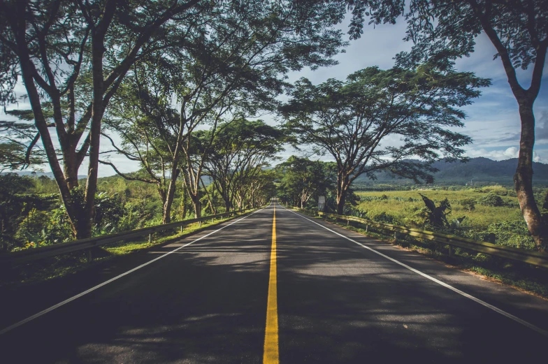 an empty street has many trees on both sides