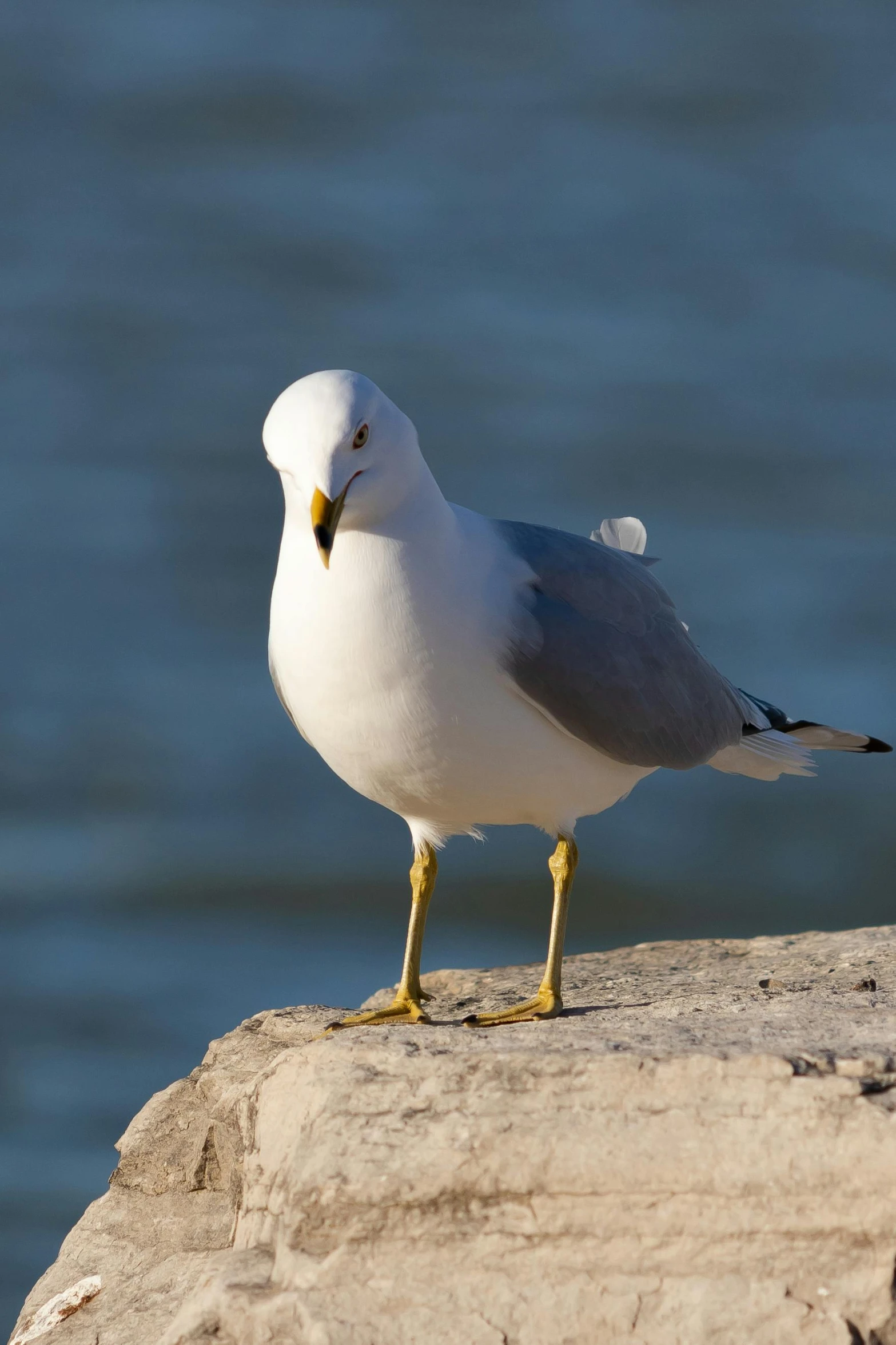 a seagull is sitting on a rock with the ocean in the background