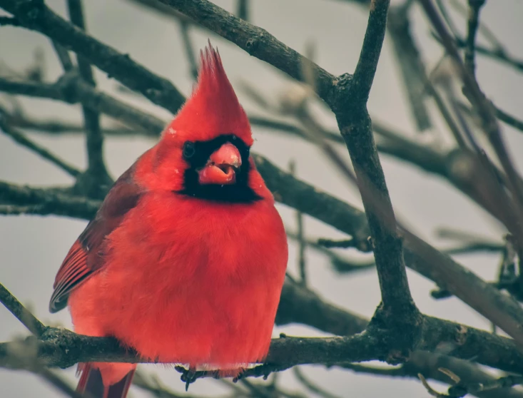 a bright red bird perched on top of a tree nch