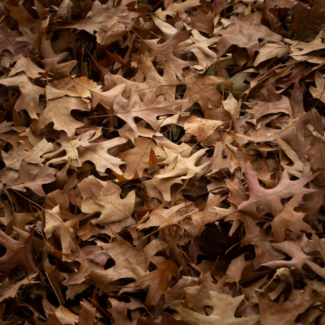a large pile of brown leaves laying on the ground