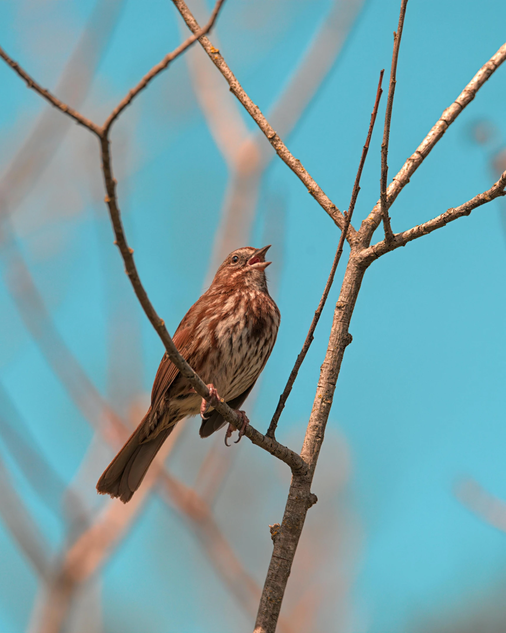 a bird sitting on top of a tree nch