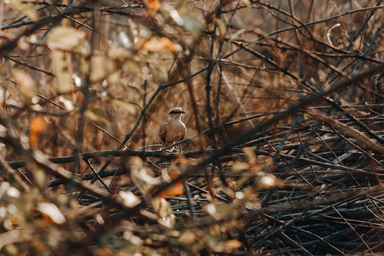 small bird perched in the midst of dead plants