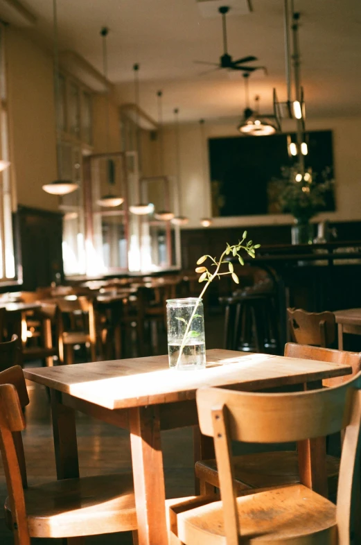 the dining room with chairs has a small vase with a green plant in it