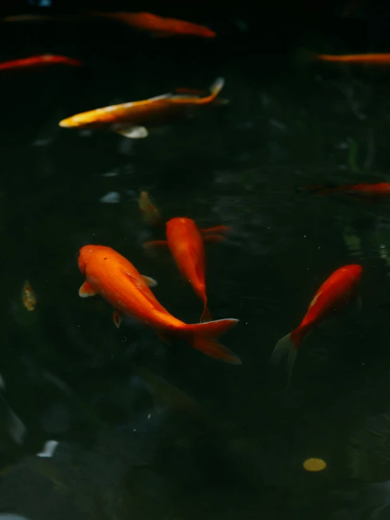 a small pond with lots of orange fish swimming