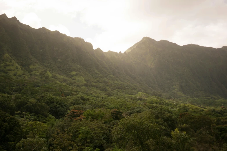 a herd of animals standing in front of a lush green hillside