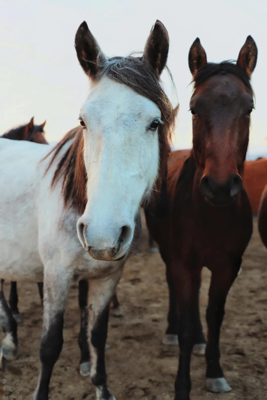 two horses standing next to each other in the dirt