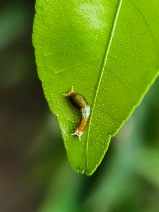 a brown and white insect on a green leaf