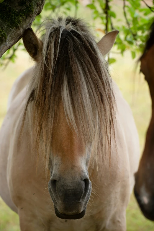 a horse with long, gray hair under a tree