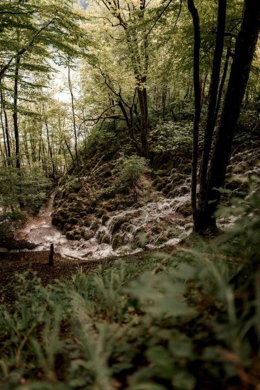 a muddy path next to a river in the woods