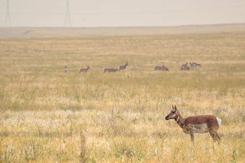 there is a deer in a field with other animals