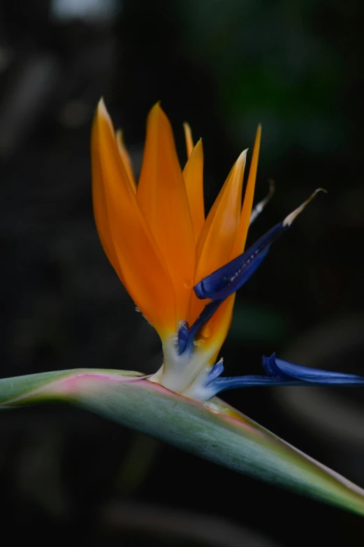 a close up view of a flower with very colorful blooms