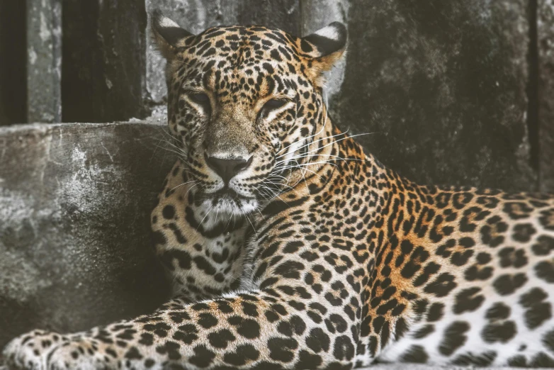 the large leopard lies on a ledge and looks out