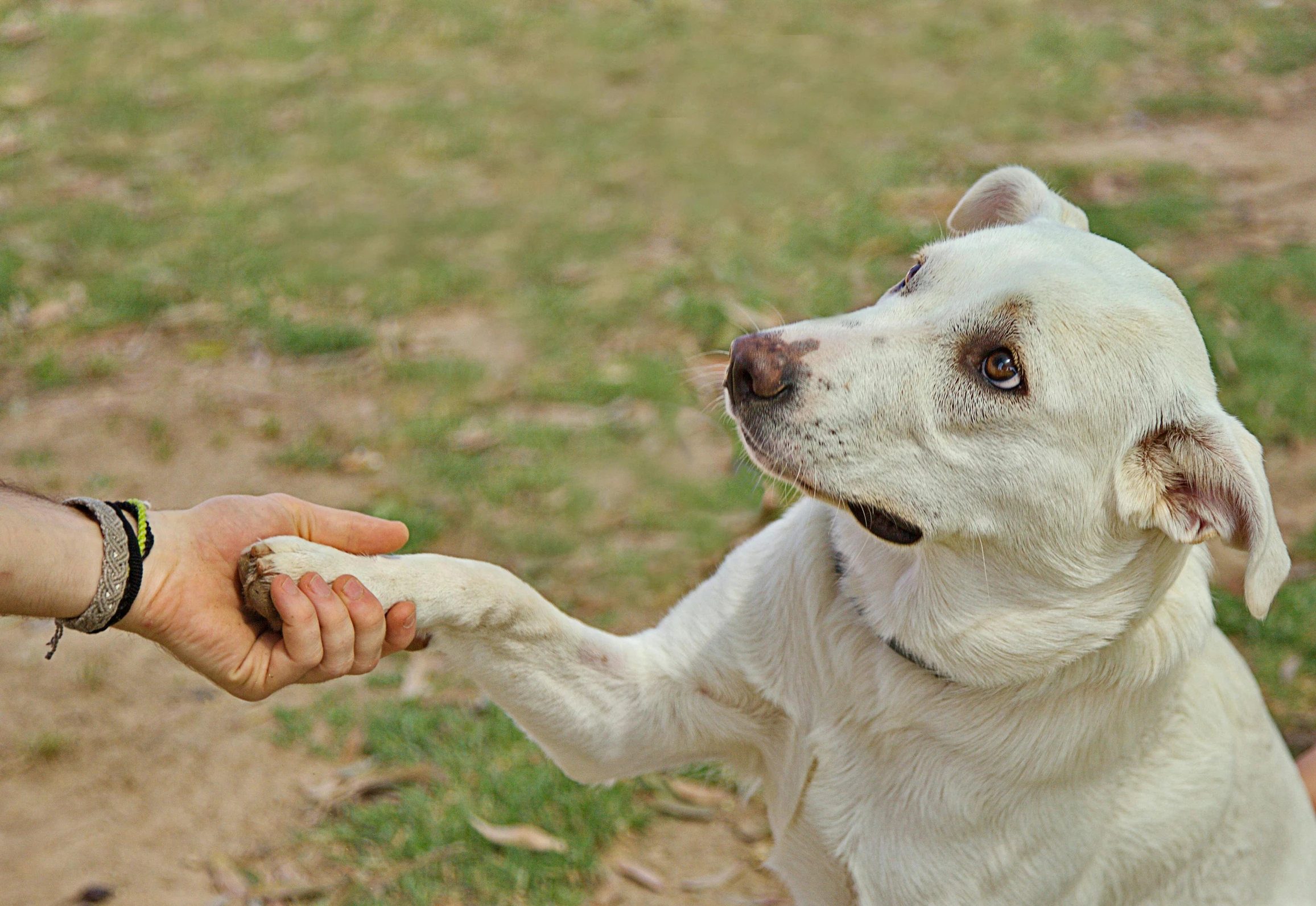 a dog is holding soing up to the hand of a person