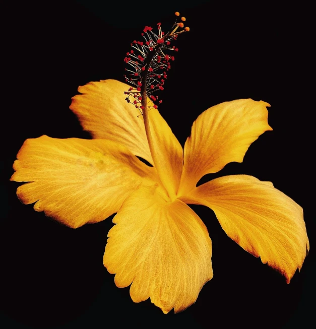 a single yellow flower with many small buds