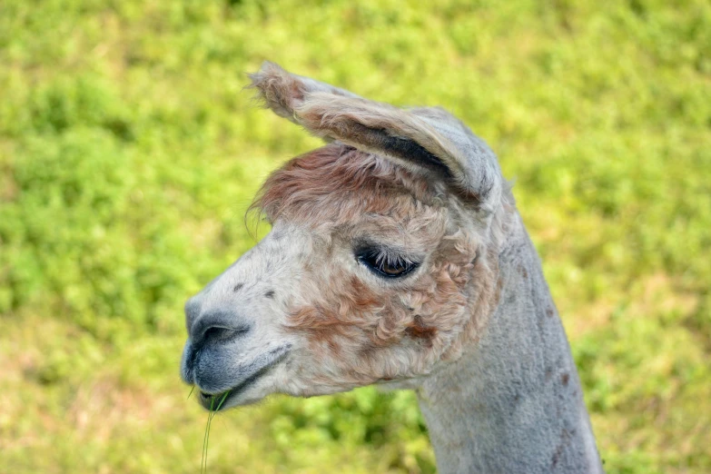 a white and brown lama on a grass covered field