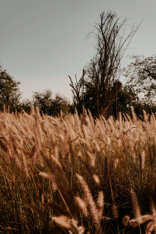 a brown field with tall grass blowing in the wind