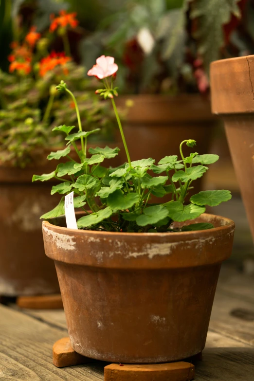 small green plants and pink flowers in potted containers