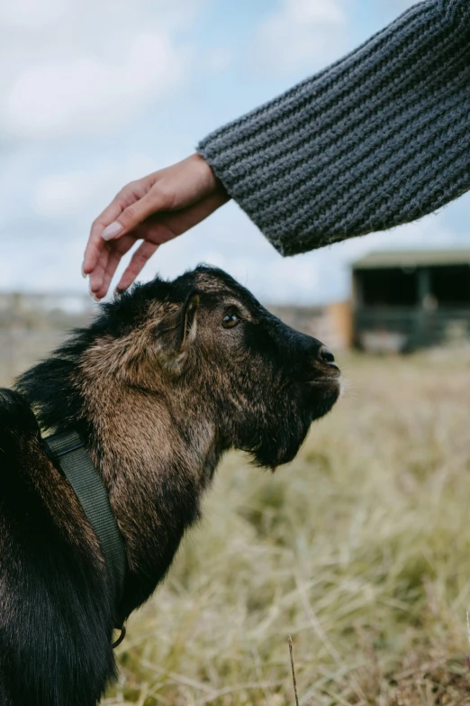 a person is reaching out to pet the face of a goat