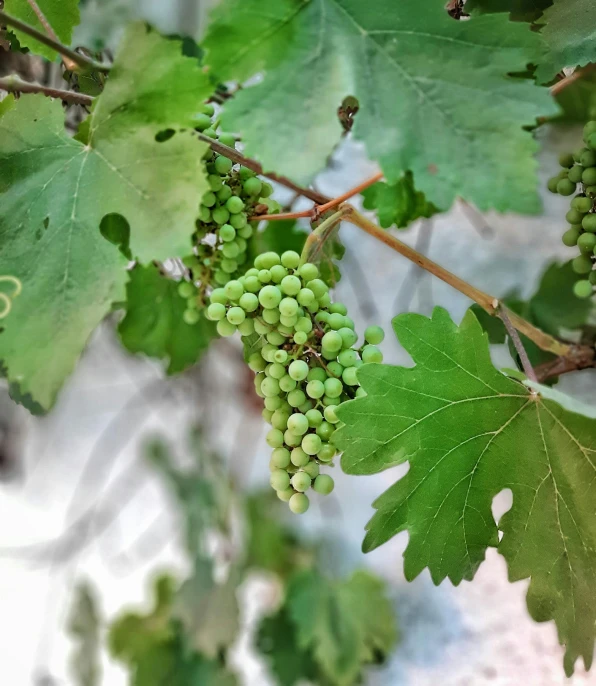 a bush of green gs are growing on the vine