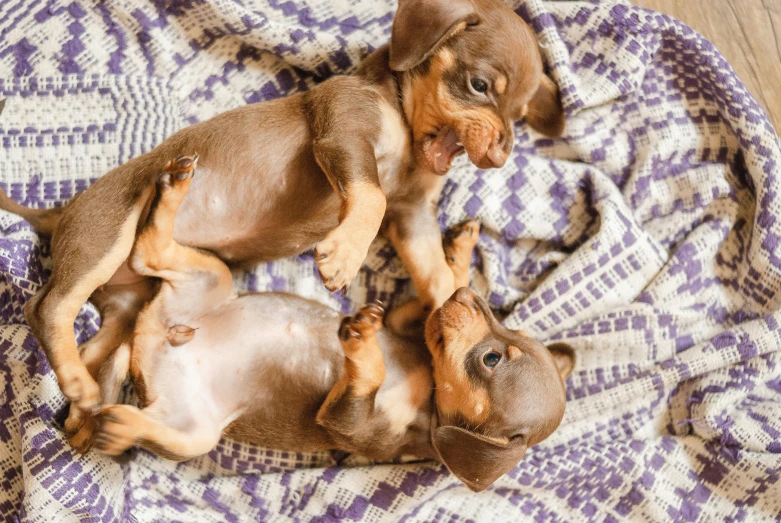 a couple of small dogs playing on a blanket