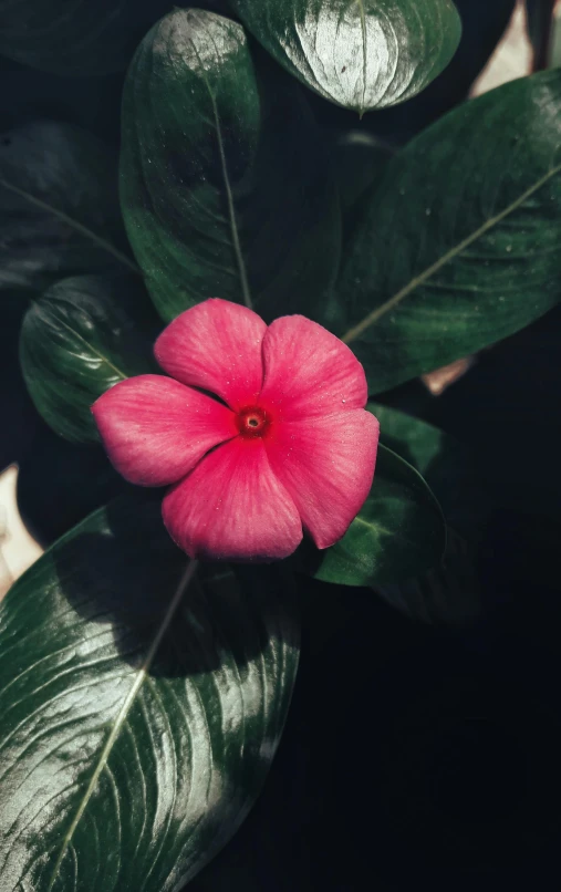 a pink flower on top of a green leafy plant