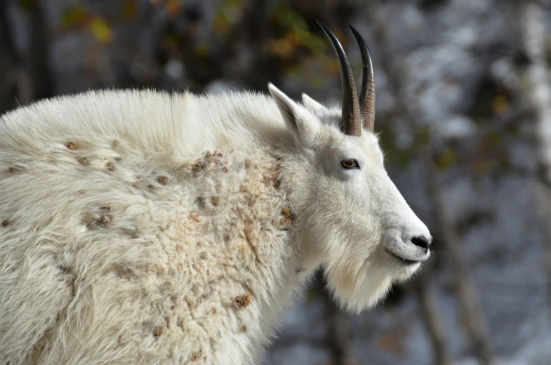 a close - up picture of an animal in front of trees