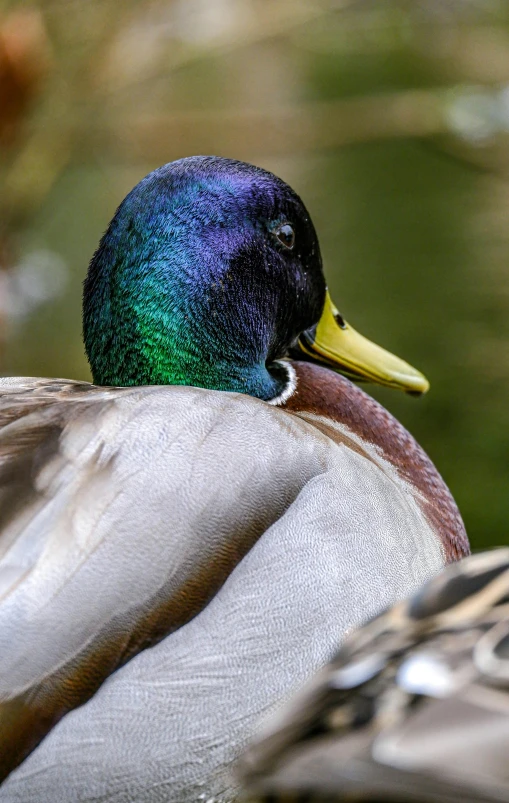 a multicolored duck perched on the top of a rock