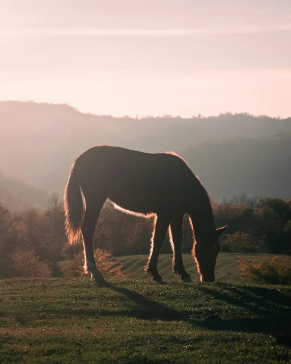 a horse grazes on some grass in the sun