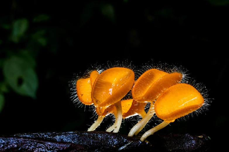 three orange fruits sitting on top of a piece of wood