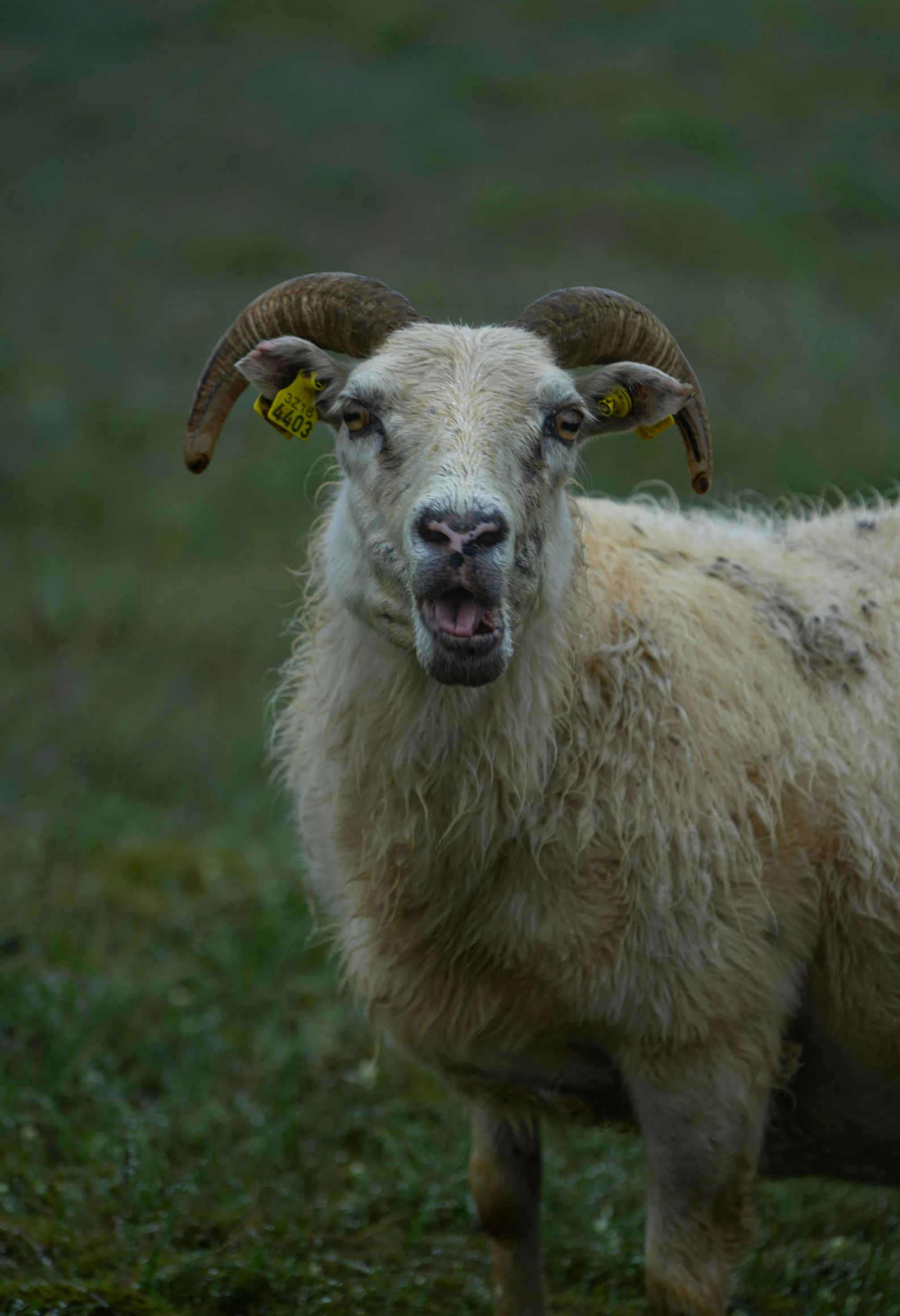 a white sheep with horns showing it's teeth