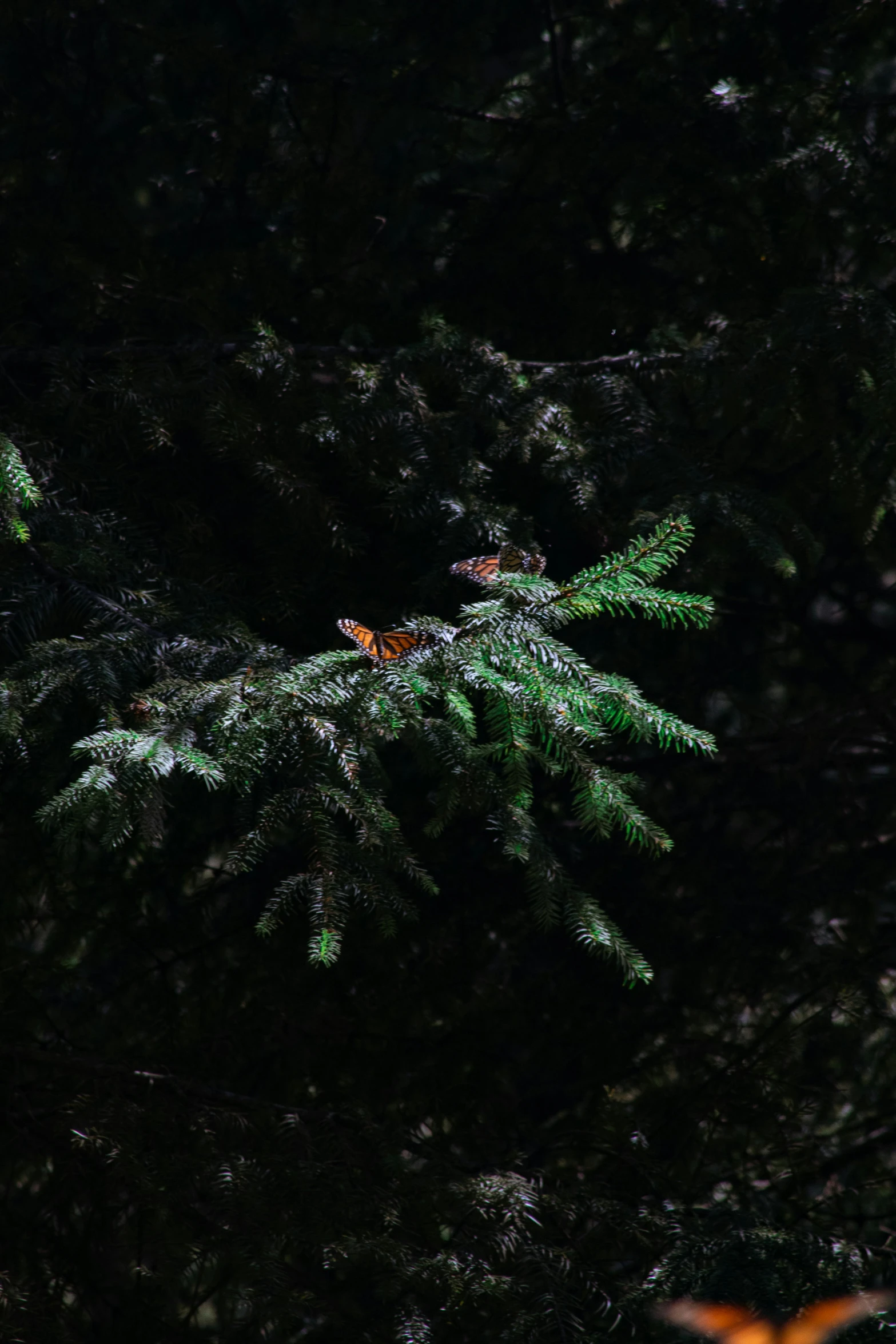 a bird sitting on top of a pine tree