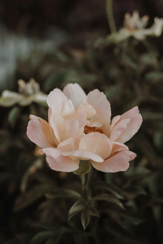 a single pink flower sitting next to some leaves