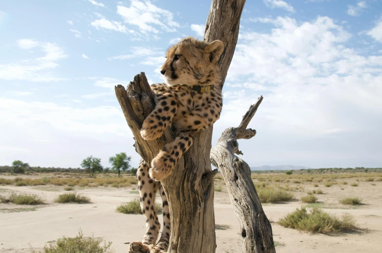 a stuffed animal in a tree looking to the right