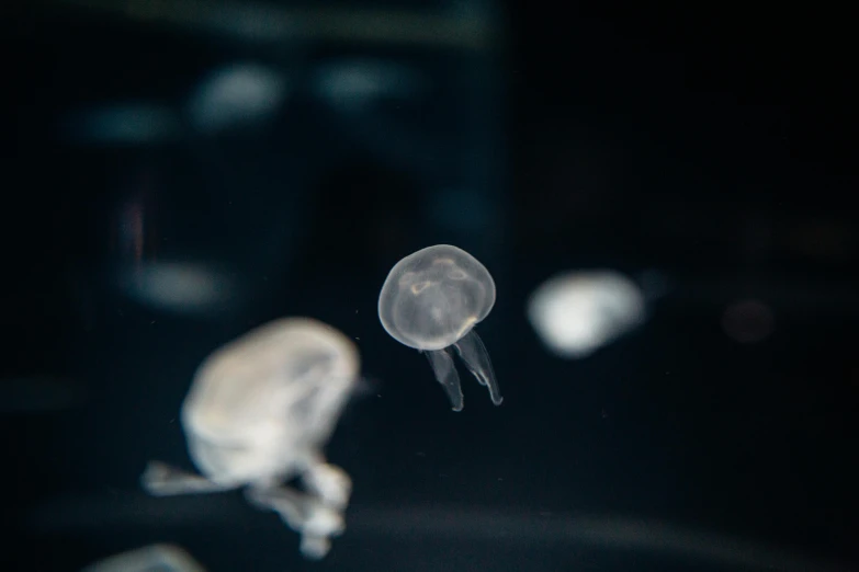 jelly fish floating on black surface during night