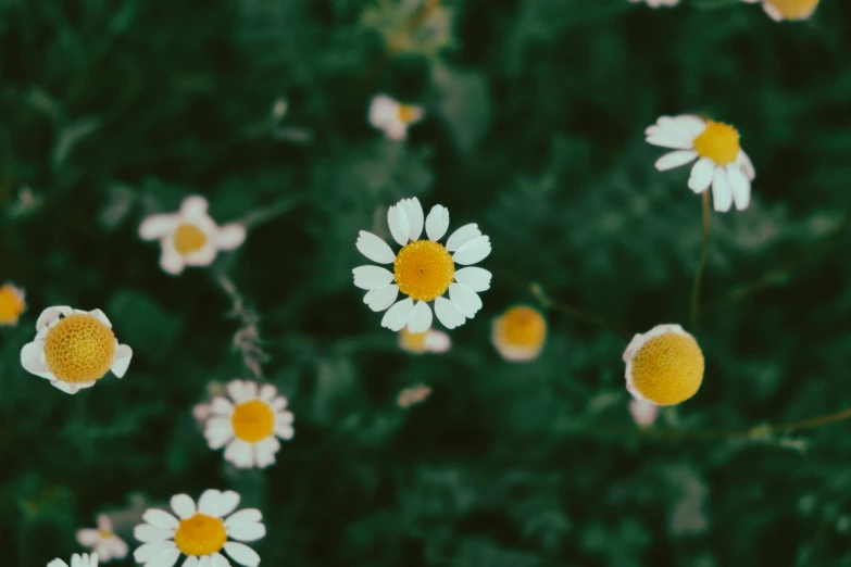 many white flowers with yellow centers are blooming in the field